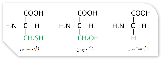 الحموض الأمينية